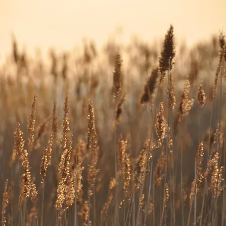 Fischerhus37 Kranichwiese * Glowe