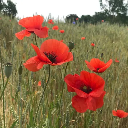 Fischerhus37 Kranichwiese Glowe